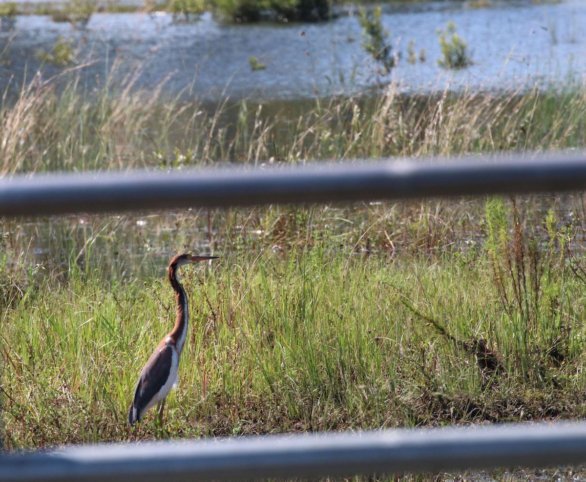 Tricolored Heron - Deb Peterson