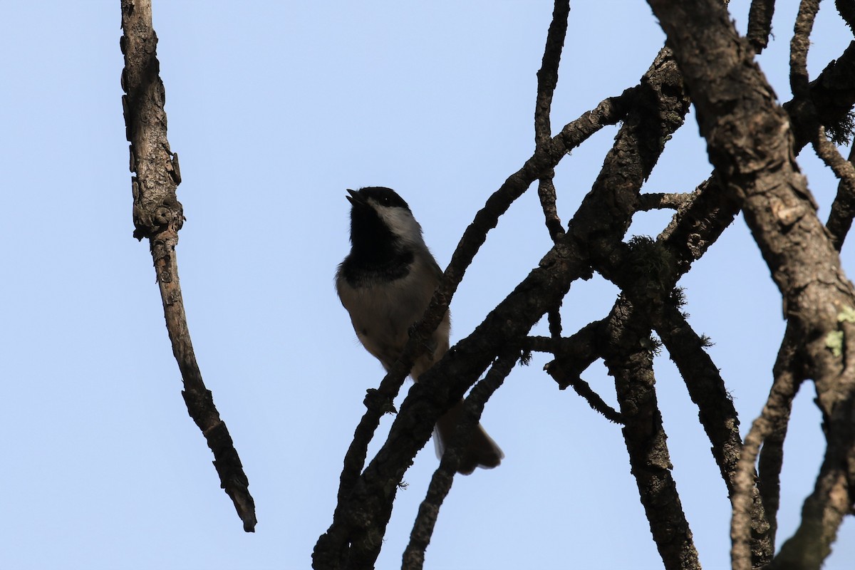 Mésange à tête noire - ML69329291