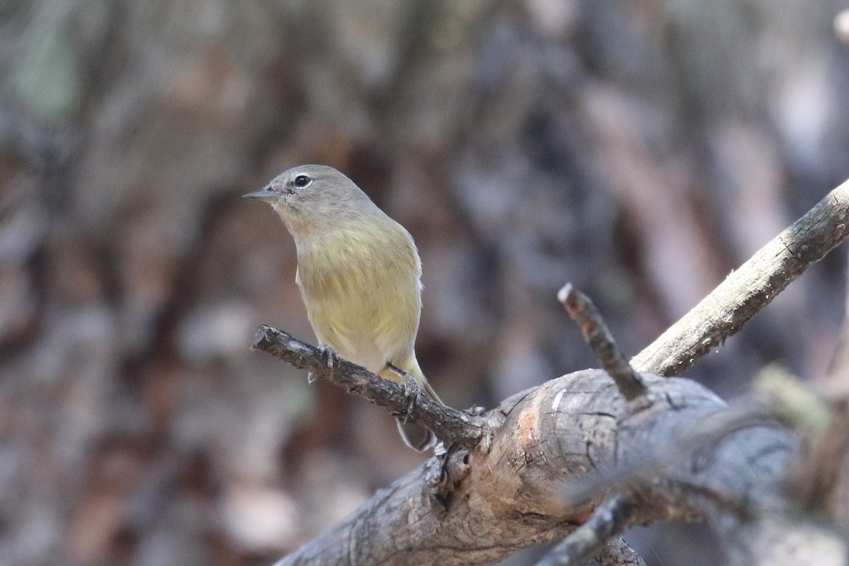 Orange-crowned Warbler - Dan Orr