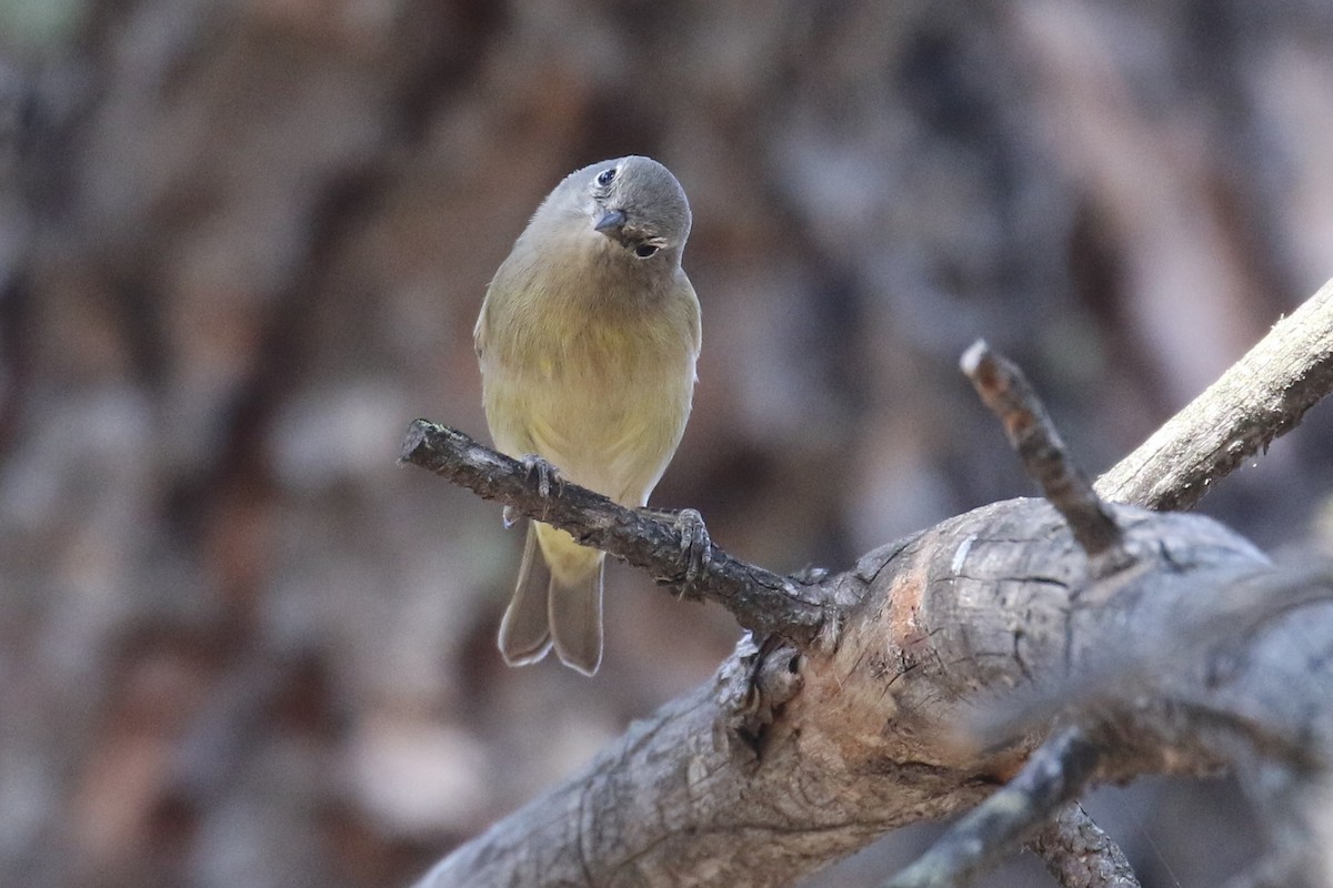 Orange-crowned Warbler - Dan Orr