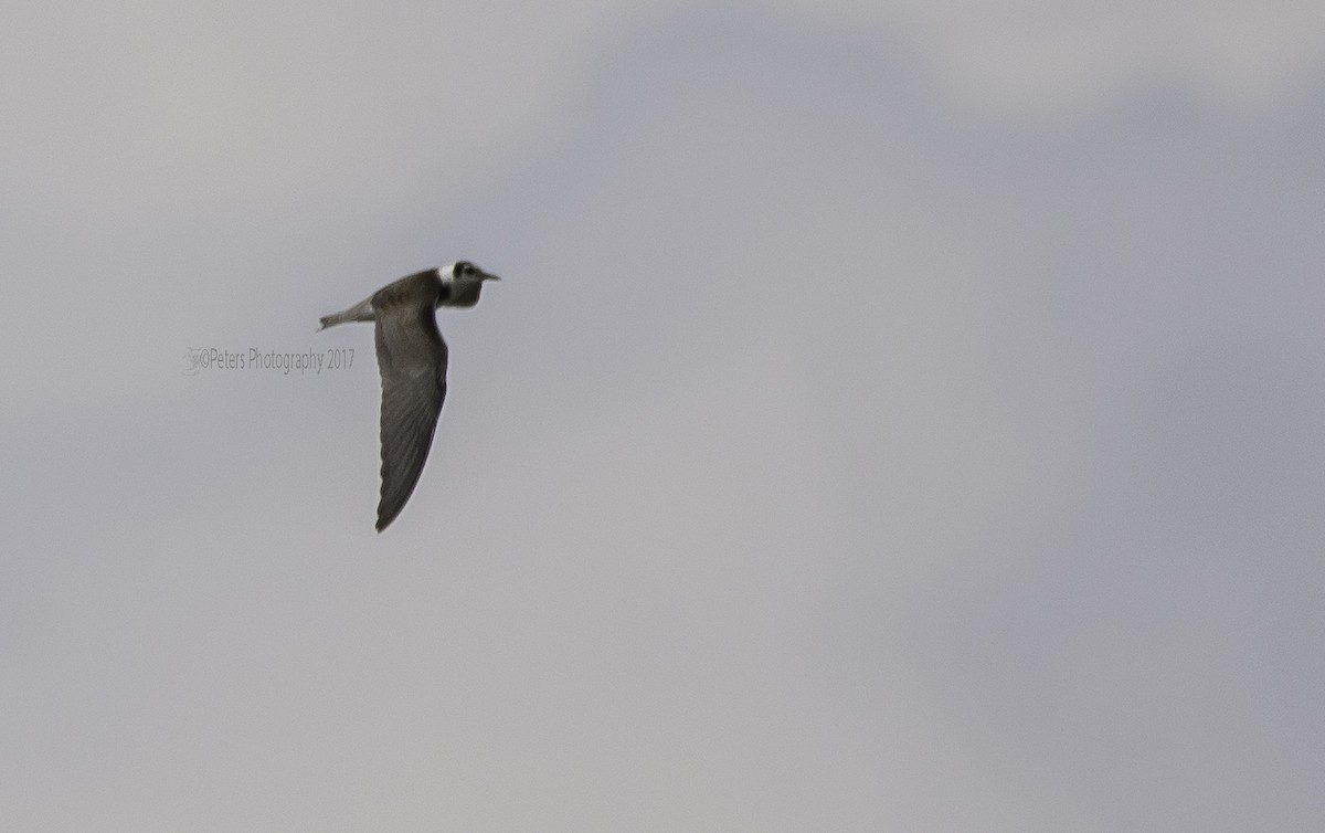 Black Tern - ML69329421