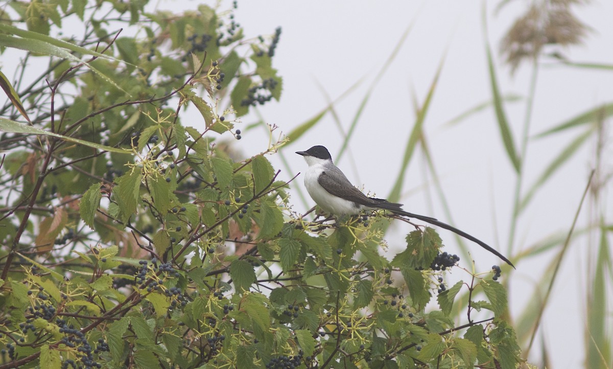 Fork-tailed Flycatcher (savana) - Doug Hitchcox