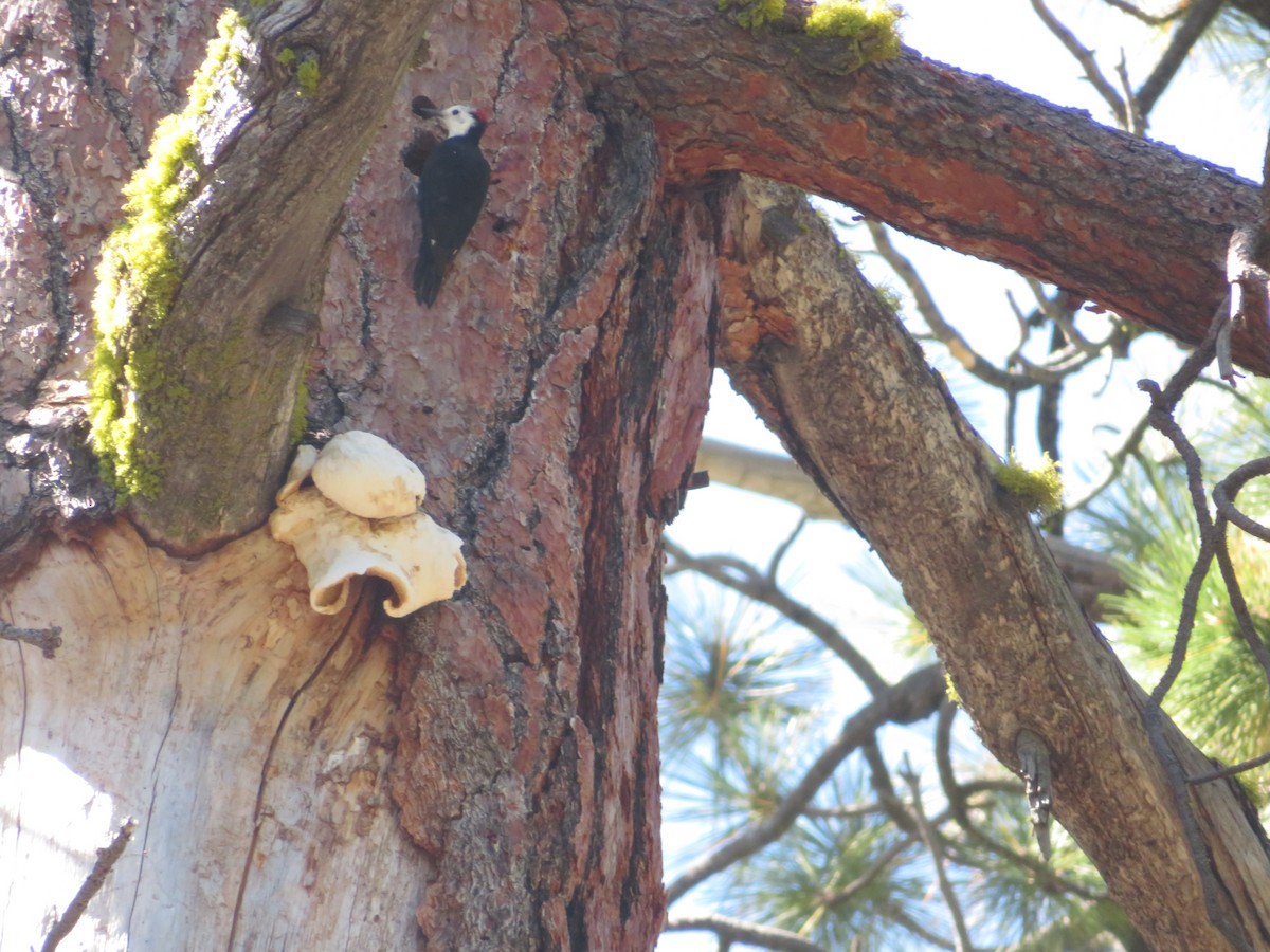 White-headed Woodpecker - ML69330271