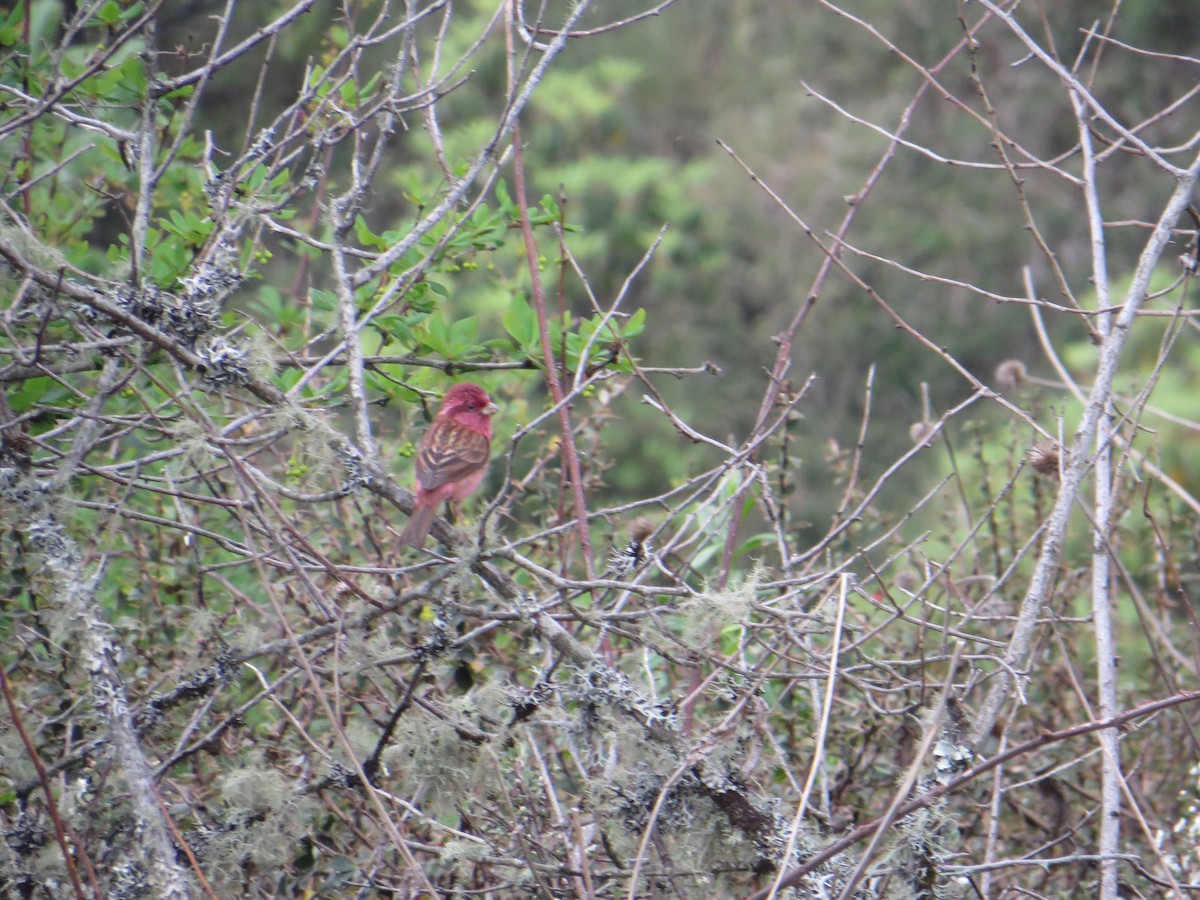 Pink-browed Rosefinch - ML69330441