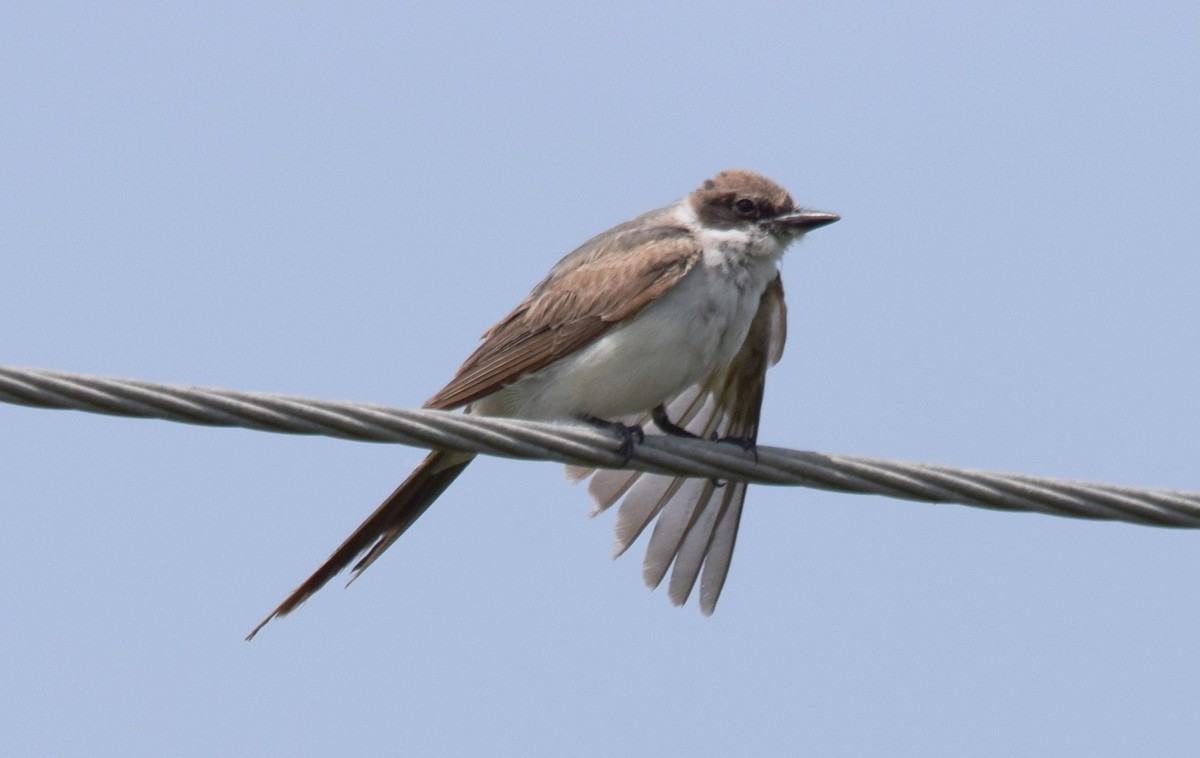 Fork-tailed Flycatcher - ML69331241