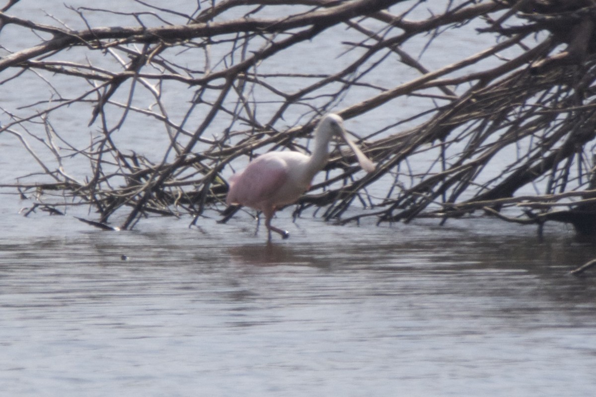 Roseate Spoonbill - Dianna Lieter