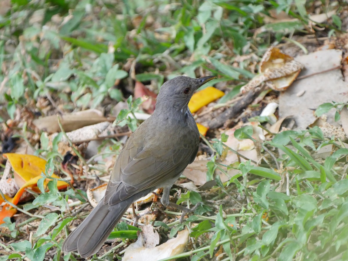 Pale-breasted Thrush - Mike Grant