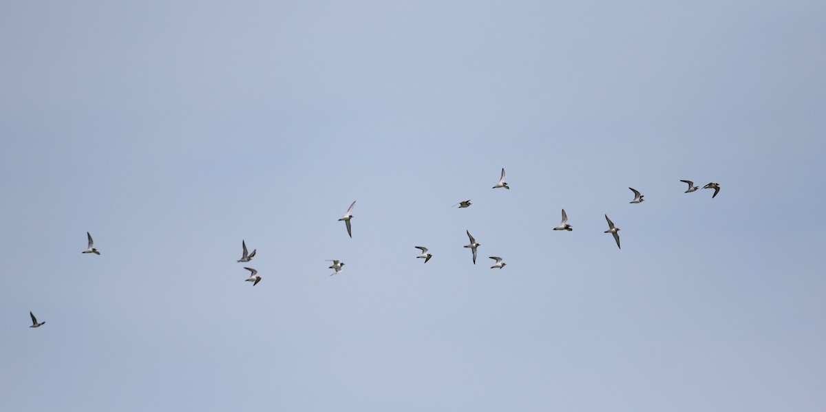 Semipalmated Plover - ML69333581