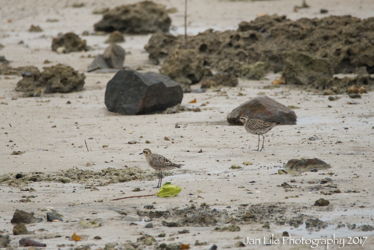 Pacific Golden-Plover - Jan Lile