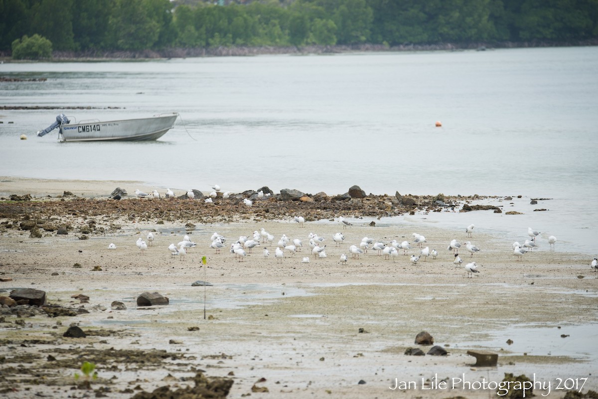 Mouette argentée (novaehollandiae/forsteri) - ML69334091