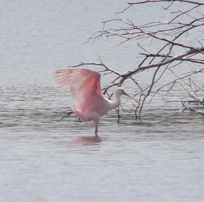 Roseate Spoonbill - Scott Fisher