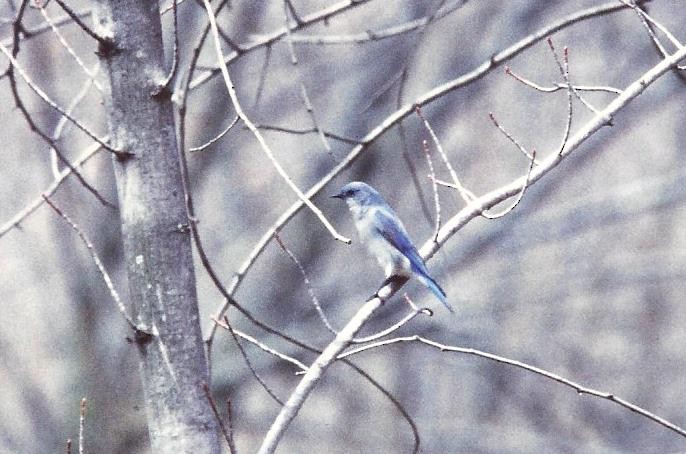 Mountain Bluebird - ML69335401