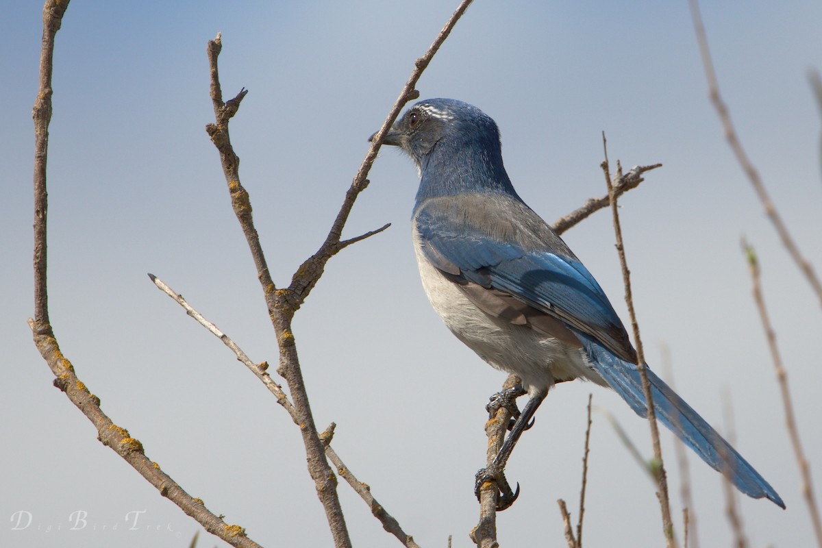 California Scrub-Jay - ML69335681