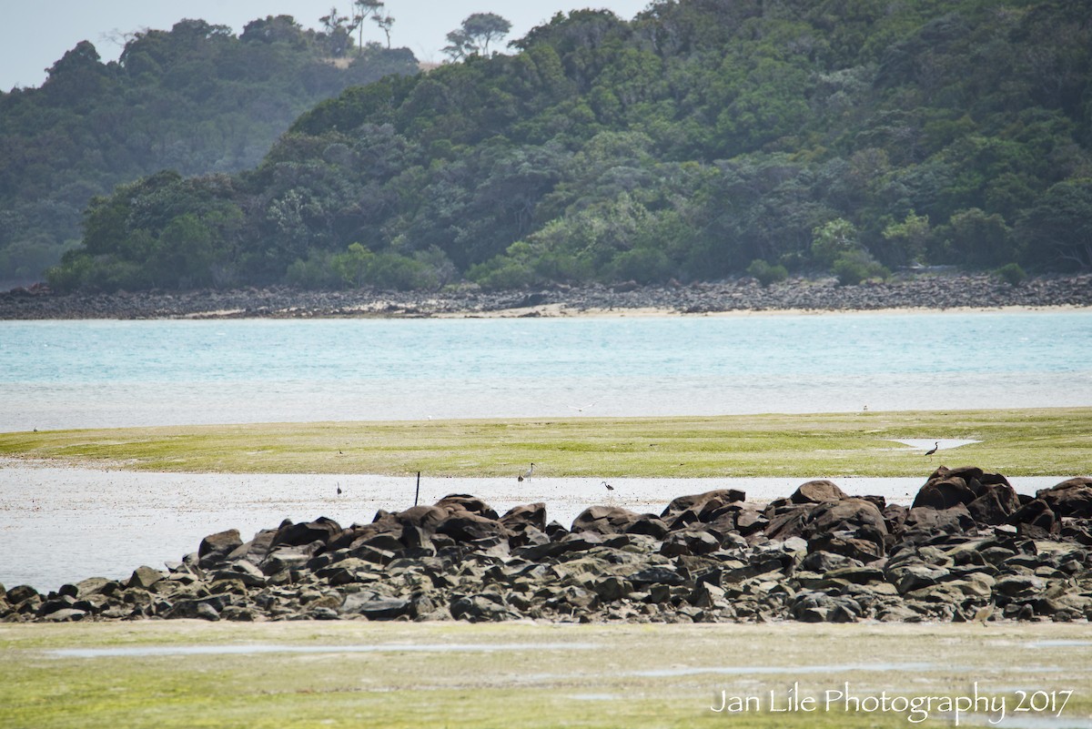 White-faced Heron - ML69335801