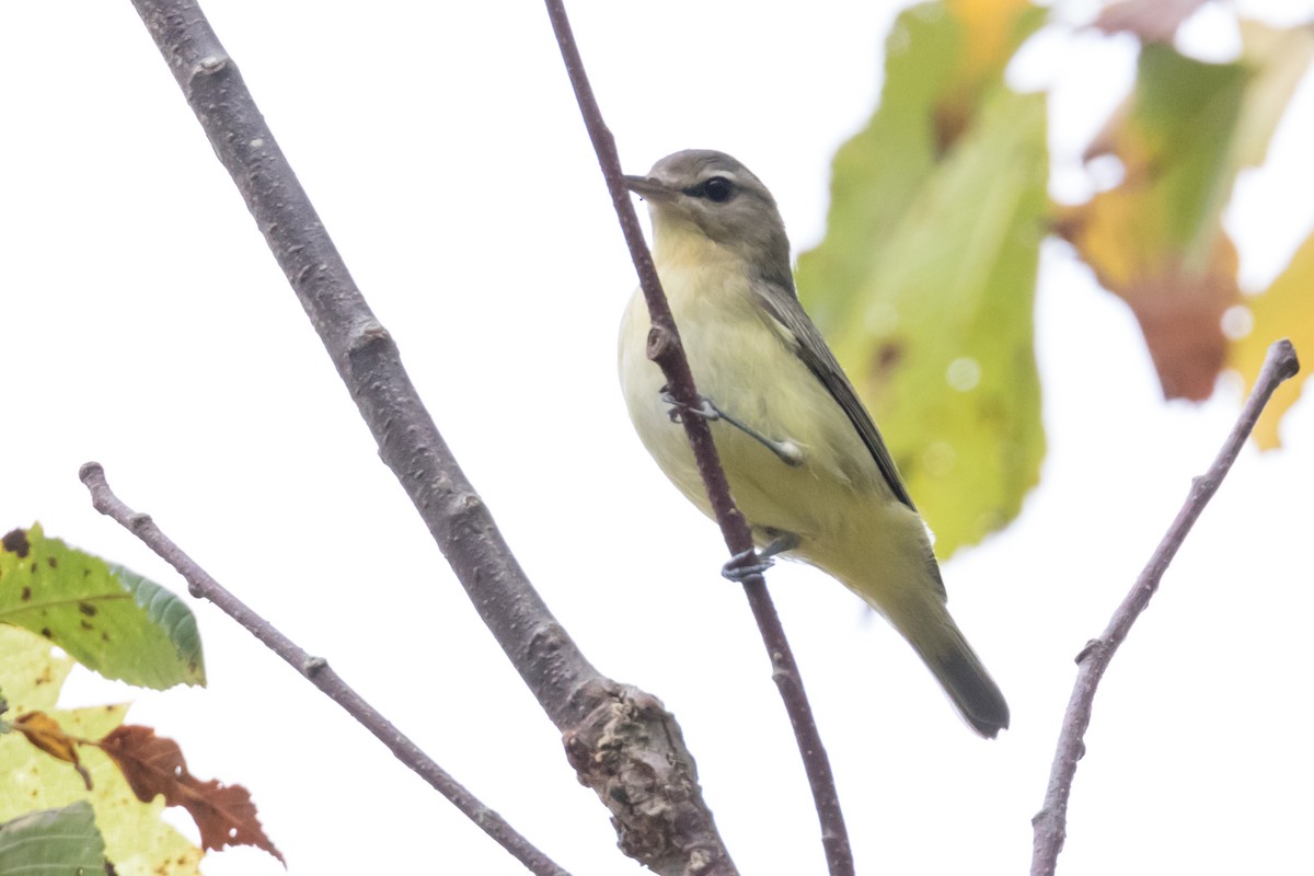 Vireo de Filadelfia - ML69335821