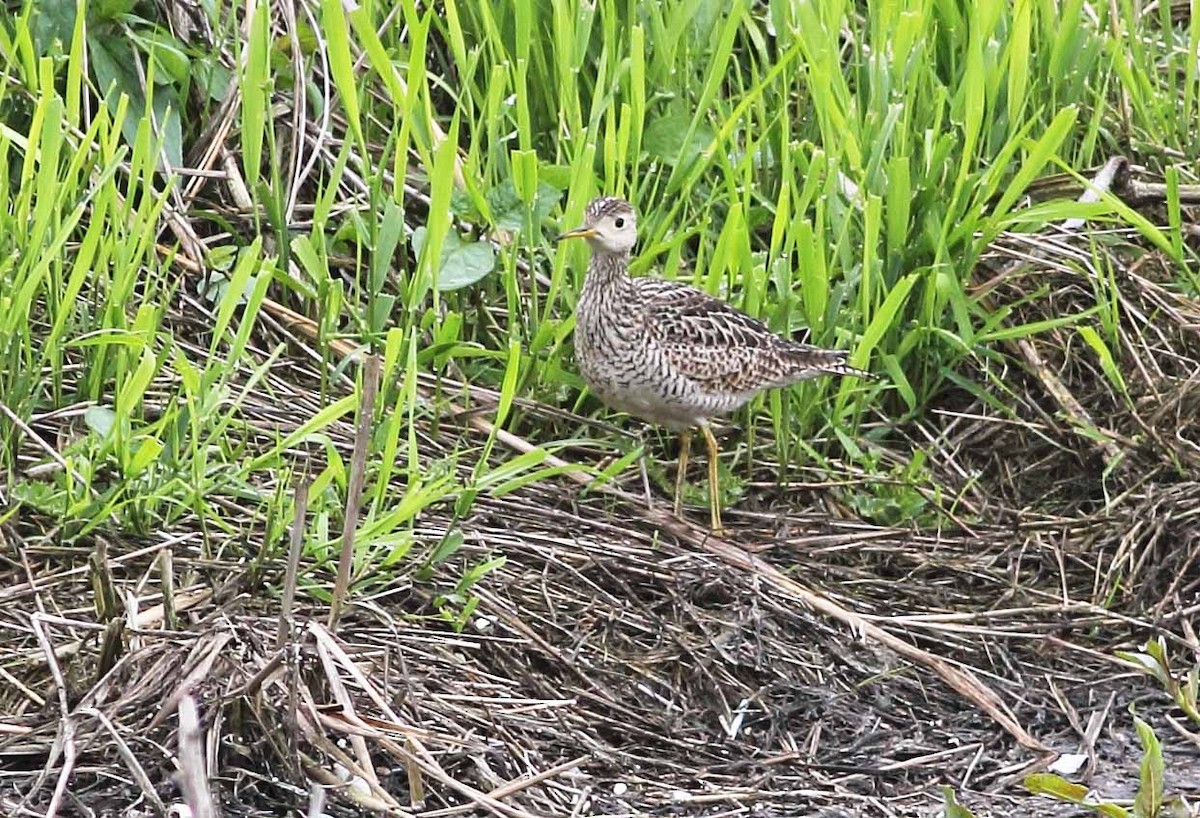 Upland Sandpiper - ML69337171