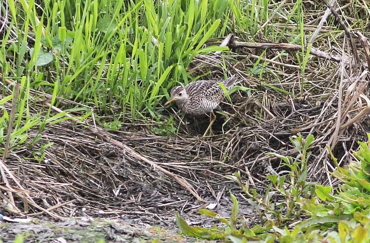 Upland Sandpiper - ML69337181