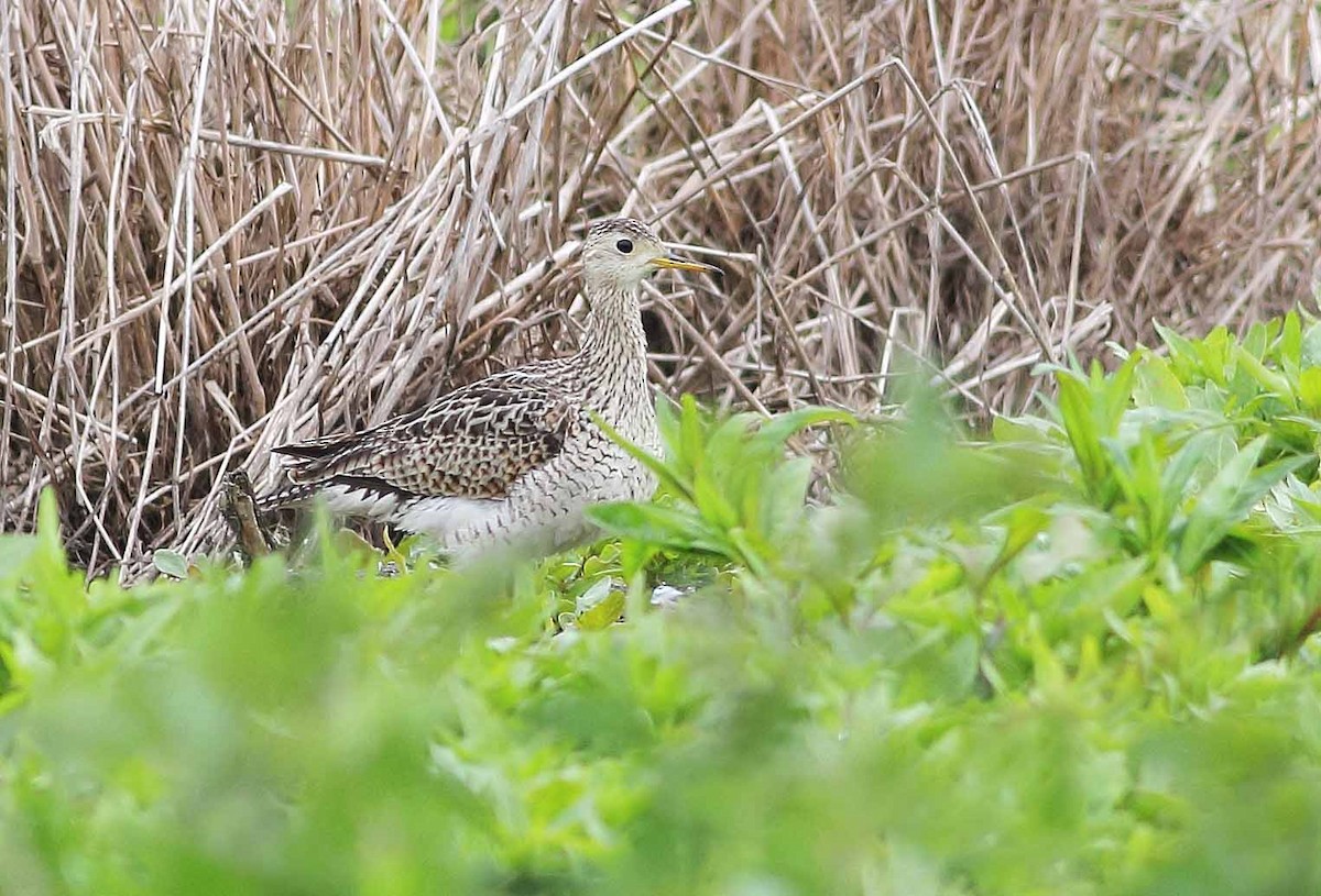 Upland Sandpiper - ML69337191