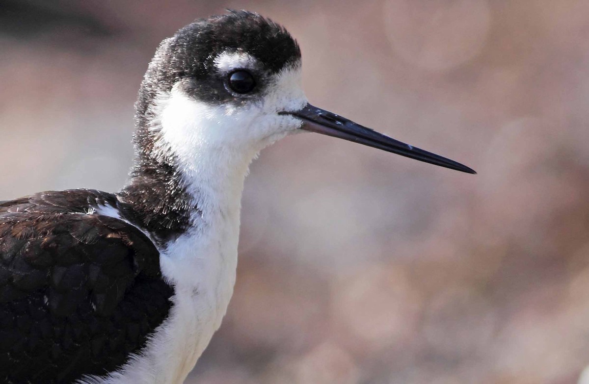 eBird Checklist - 13 Oct 2013 - White Rock Pier - 21 species (+4 other ...