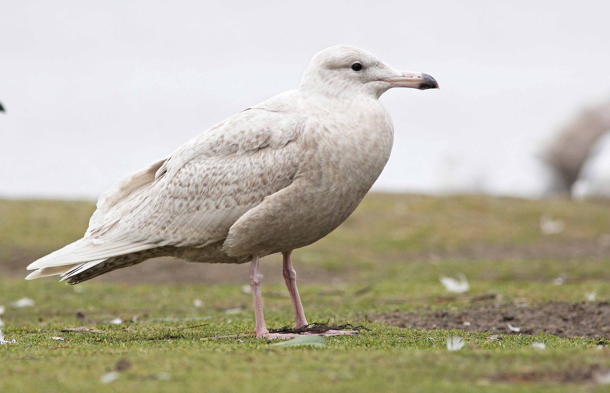 Glaucous Gull - ML69337411