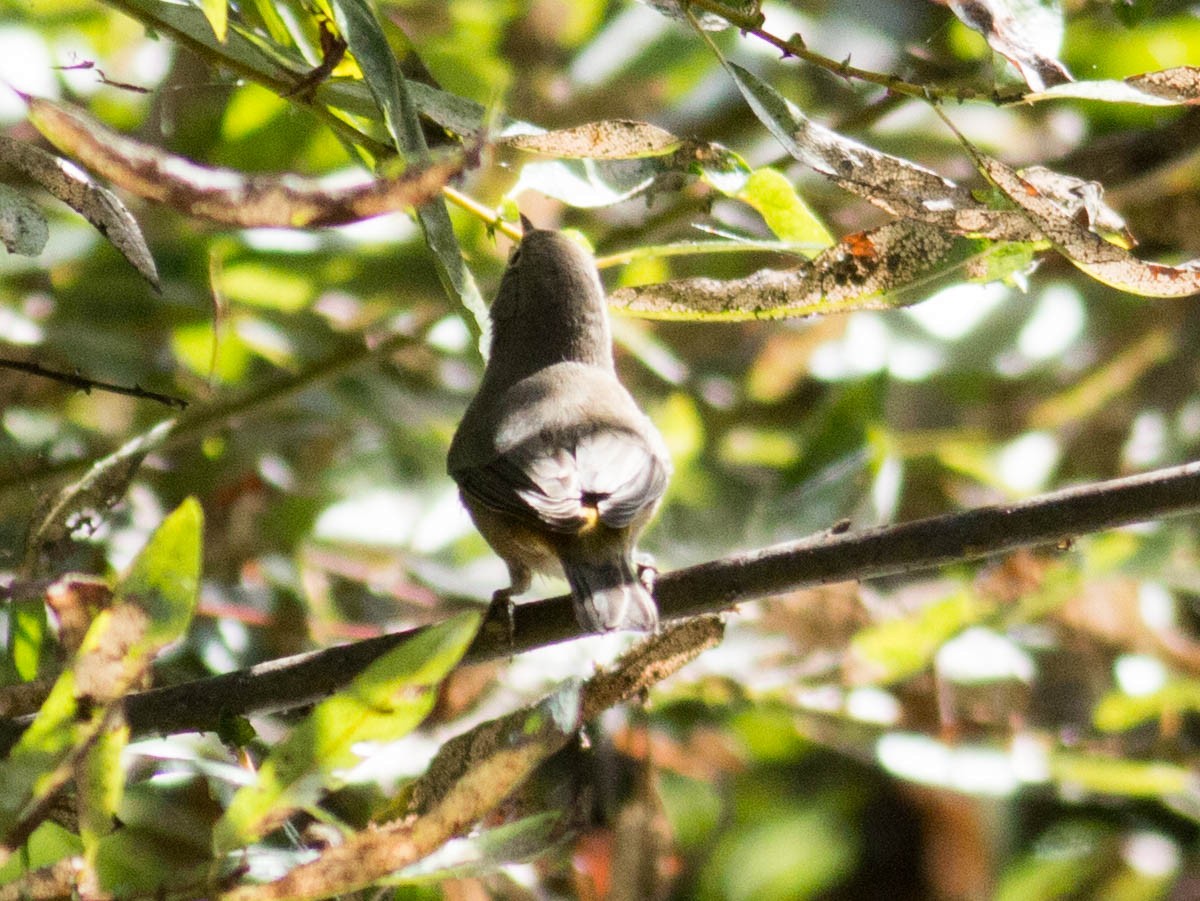 Virginia's Warbler - ML69337471