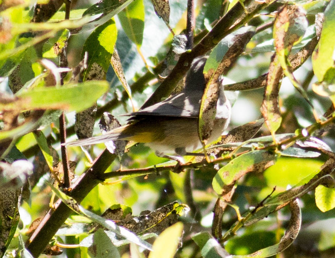 Virginia's Warbler - ML69337481