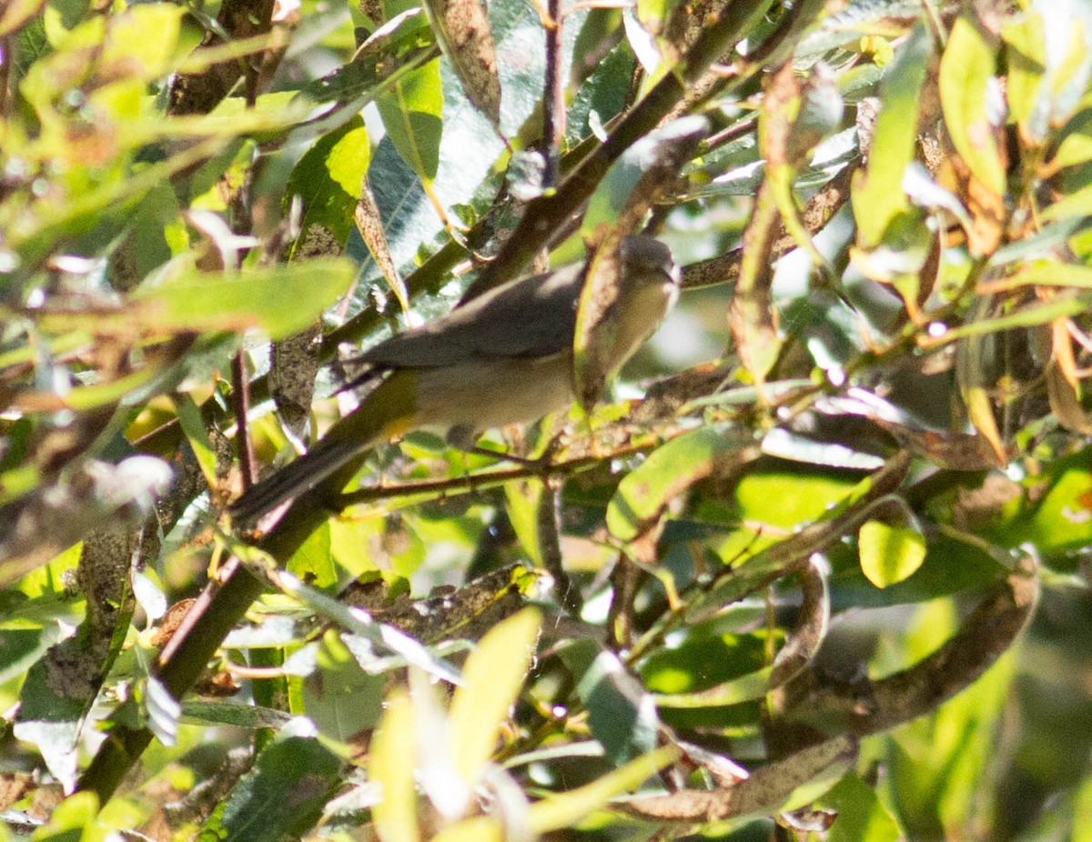 Virginia's Warbler - ML69337501