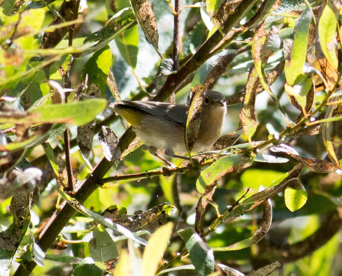 Gelbsteiß-Waldsänger - ML69337511