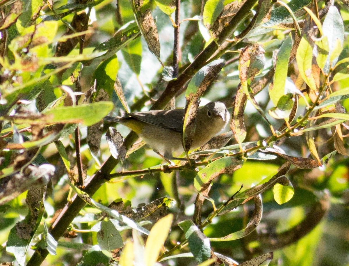 Virginia's Warbler - ML69337521