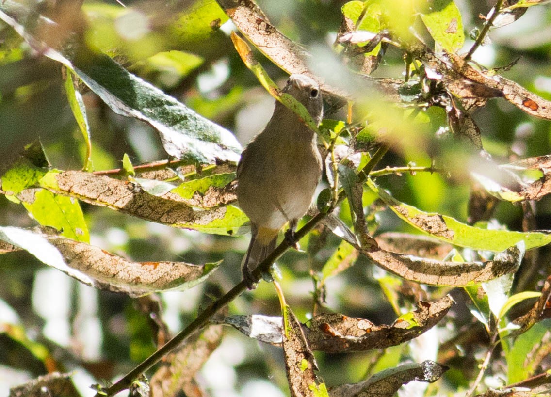 Gelbsteiß-Waldsänger - ML69337531