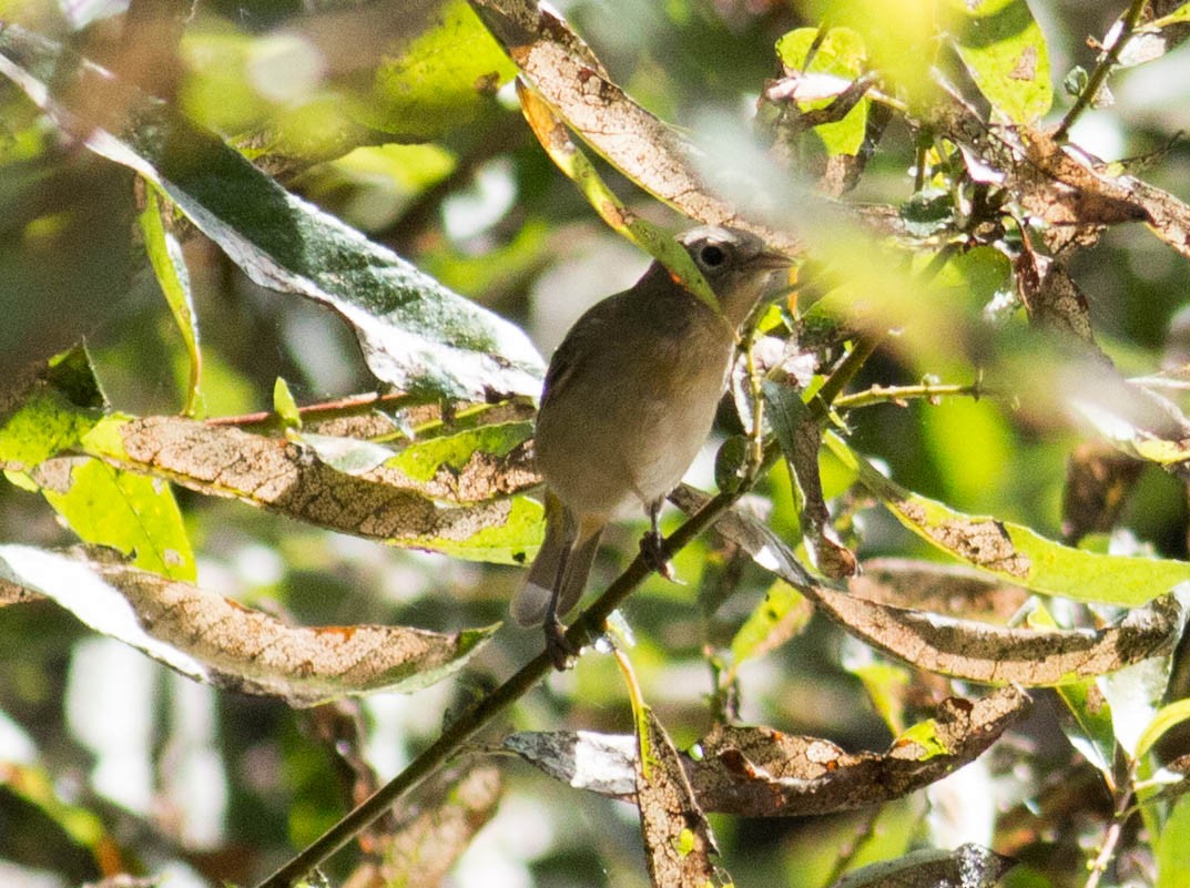 Virginia's Warbler - ML69337541