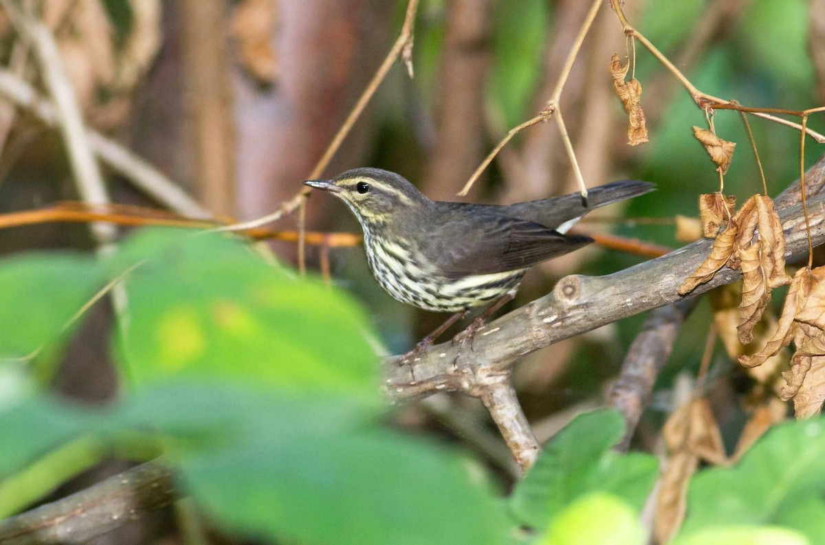 Northern Waterthrush - ML69337641