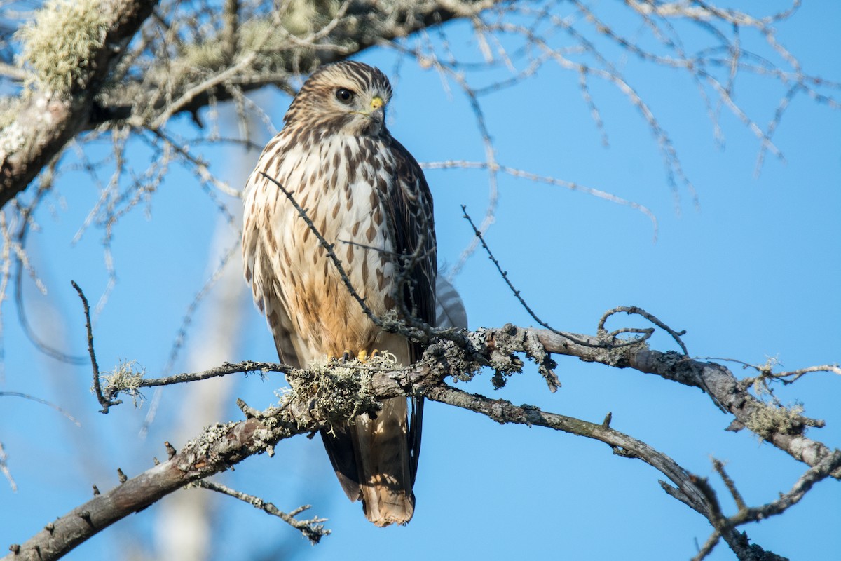 Broad-winged Hawk - ML69338181
