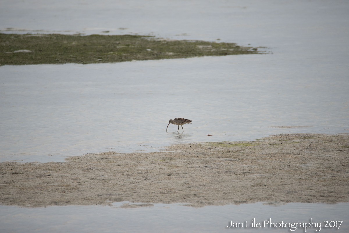 Far Eastern Curlew - ML69340111