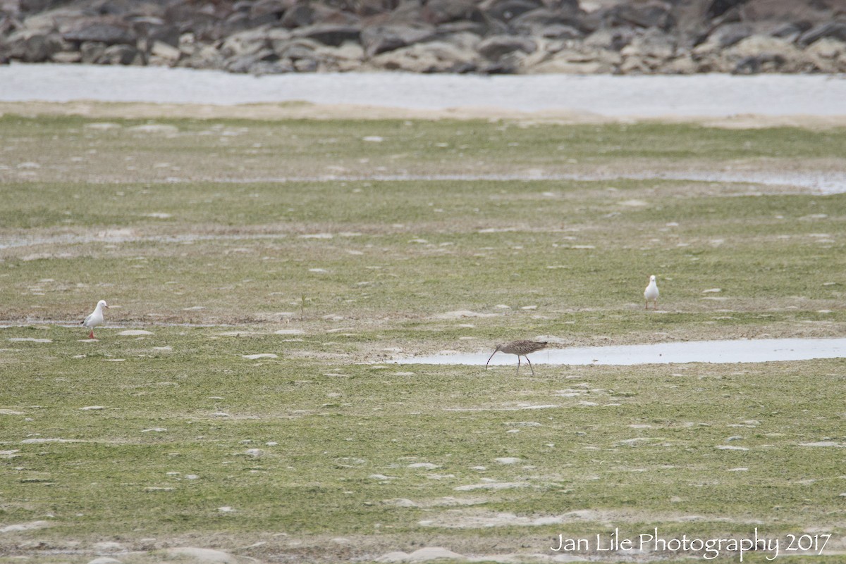 Far Eastern Curlew - ML69340131