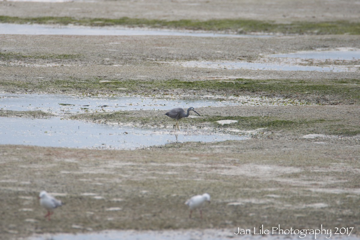 White-faced Heron - ML69340301