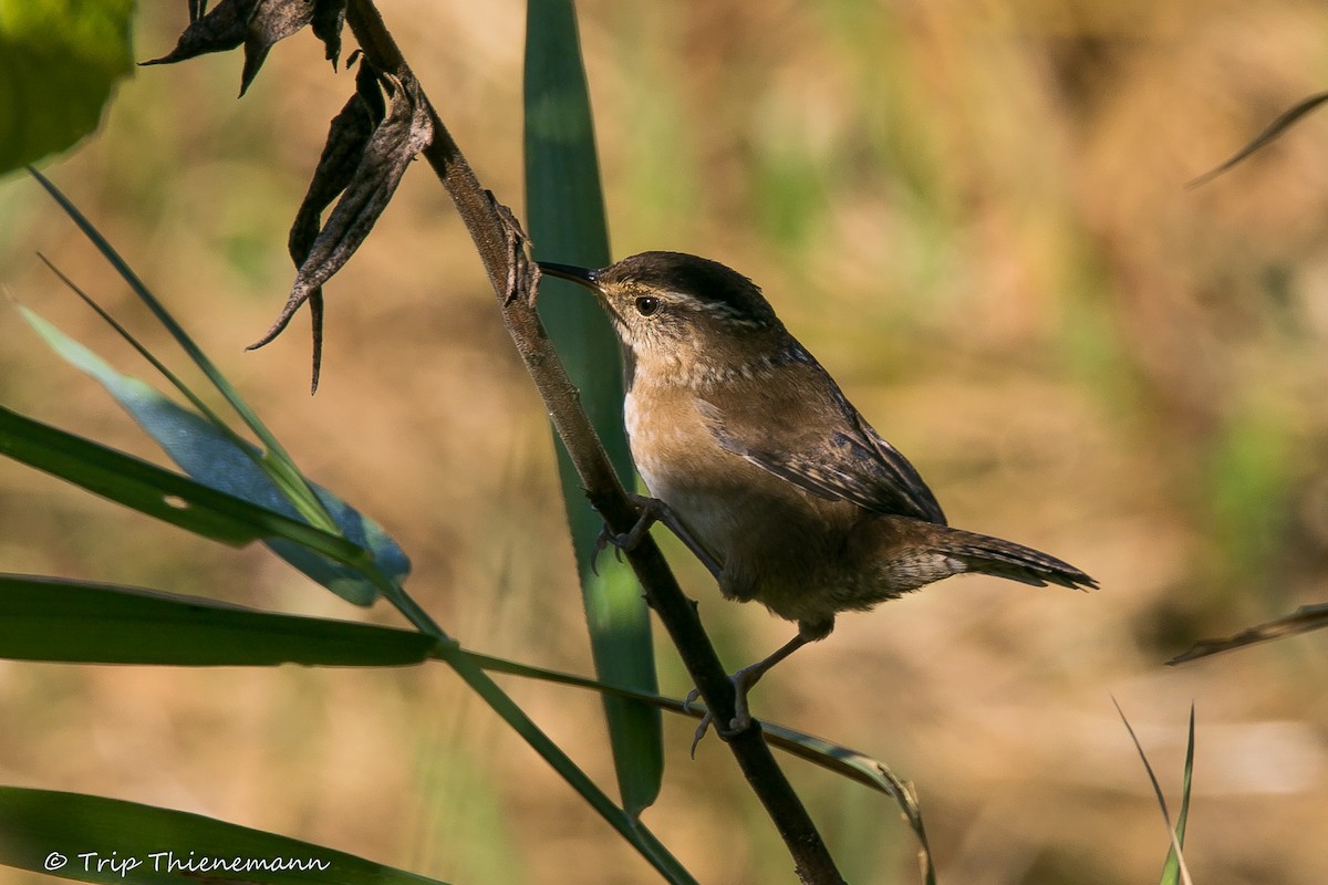 Marsh Wren - ML69340571