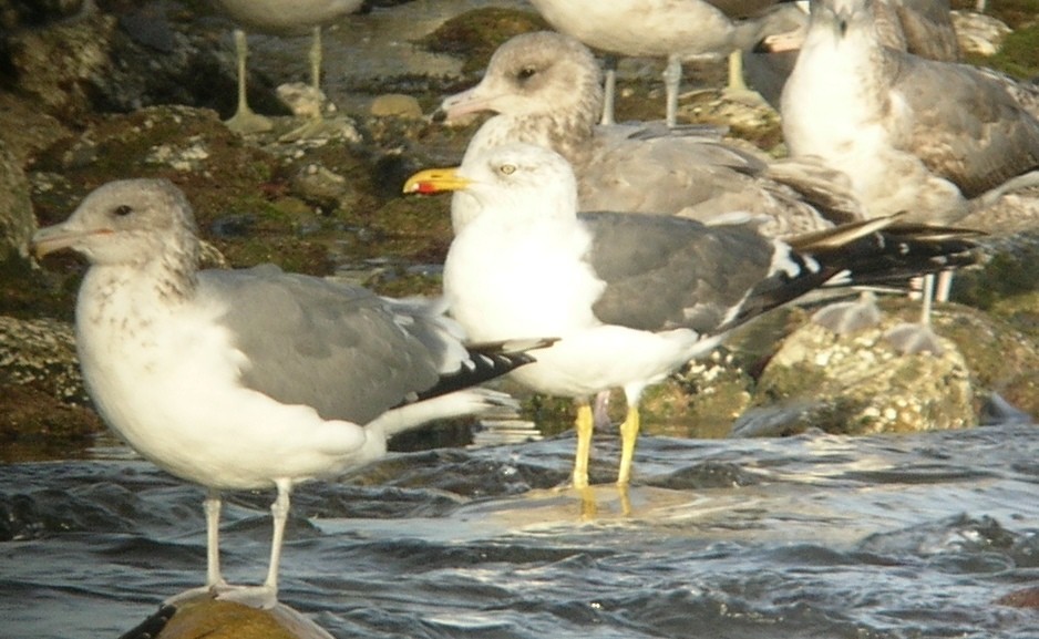 Lesser Black-backed Gull - ML69340871