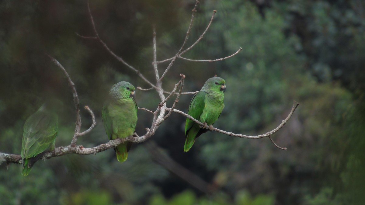 Amazona Mercenaria - ML69341181