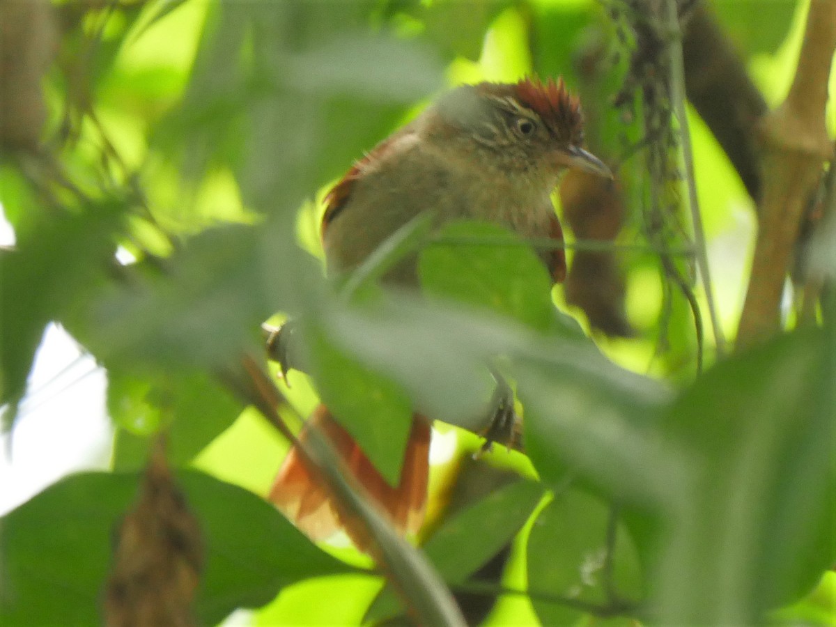 Streak-capped Spinetail - ML69341661