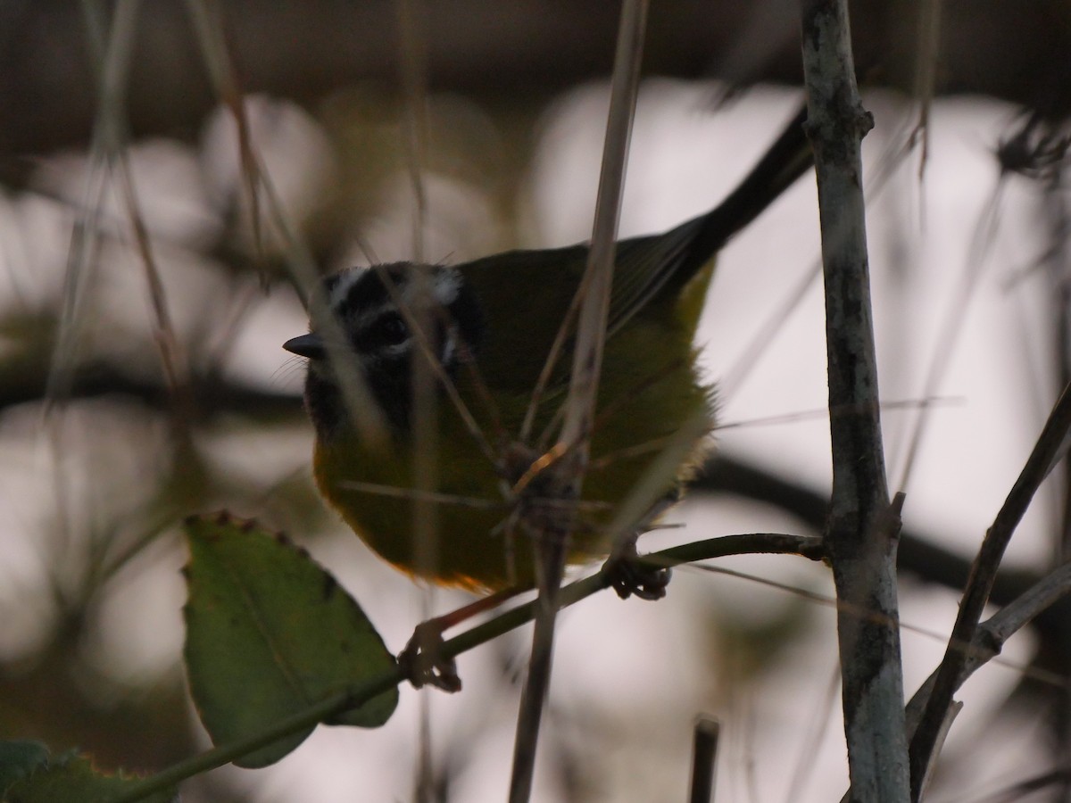 Santa Marta Warbler - ML69342861