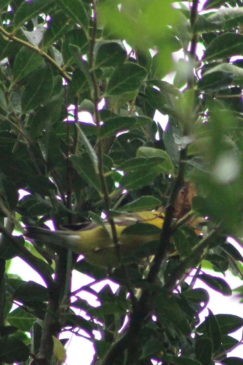 Blue-winged Warbler - ML69343351