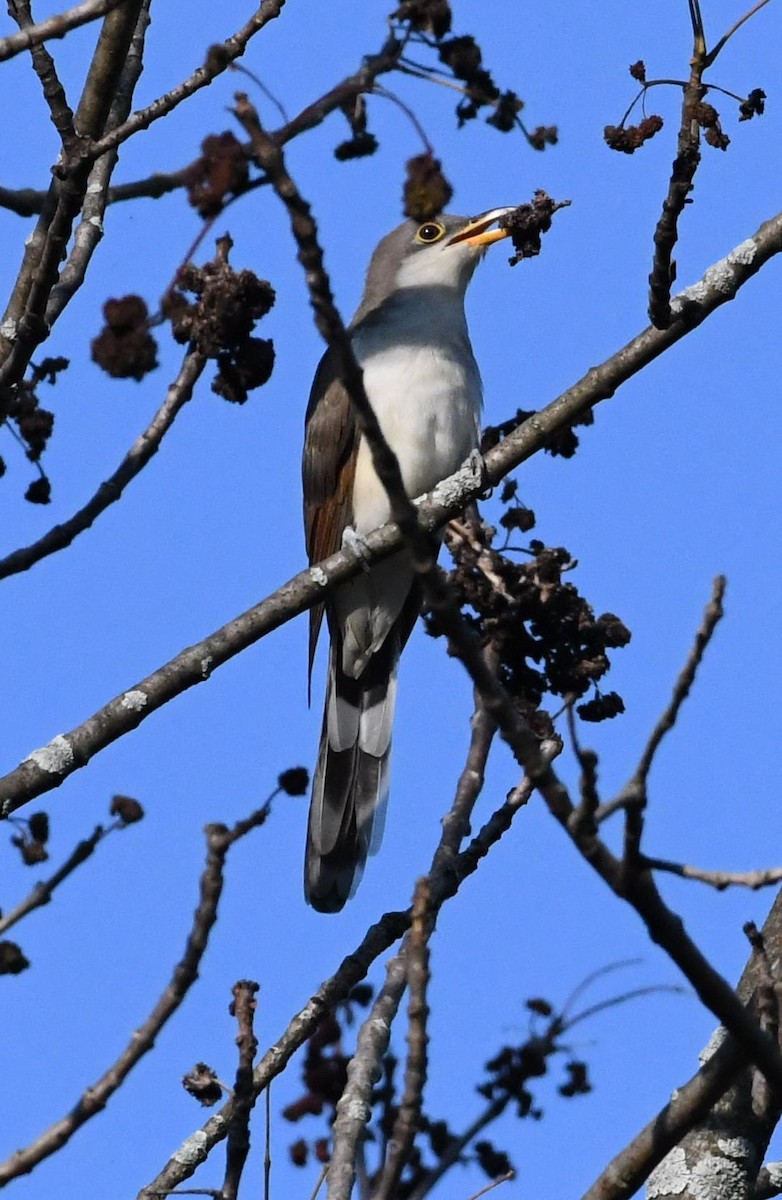 Yellow-billed Cuckoo - ML69343371