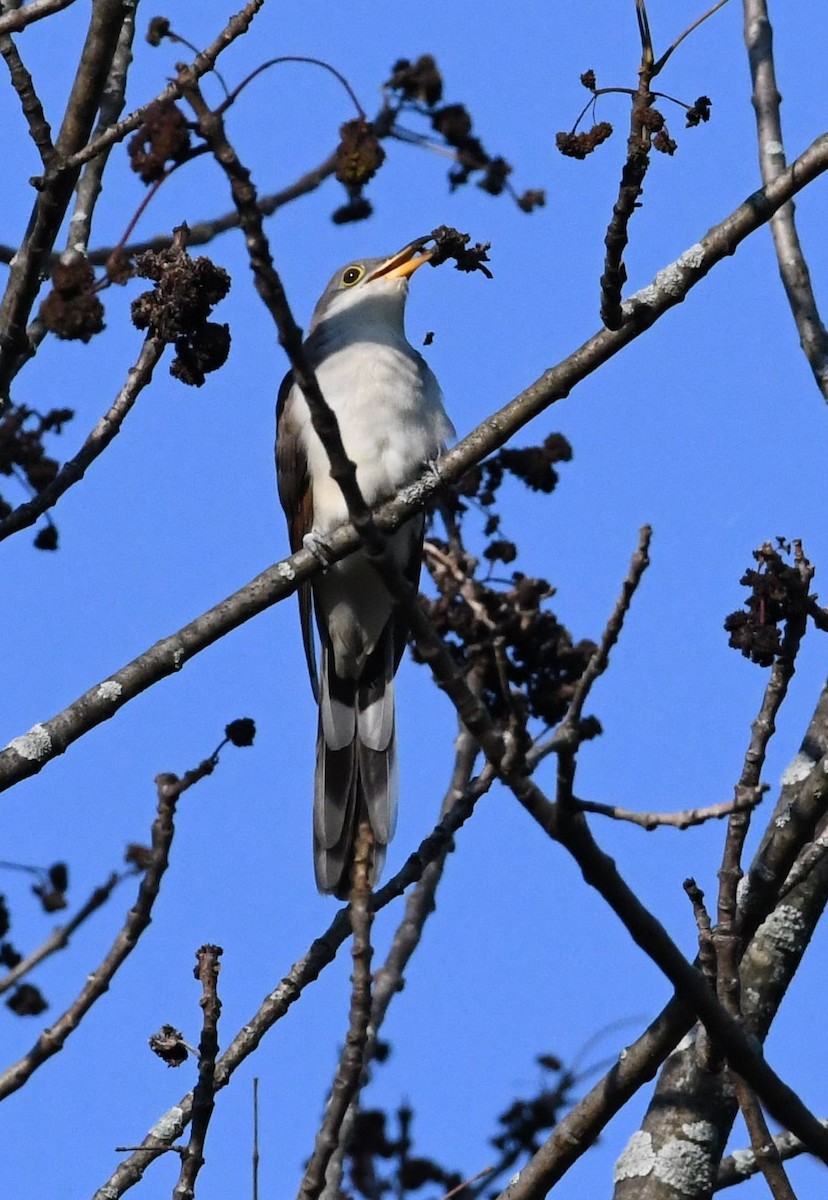 Yellow-billed Cuckoo - ML69343381