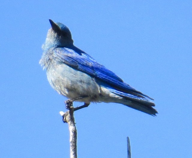 Mountain Bluebird - Don Glasco