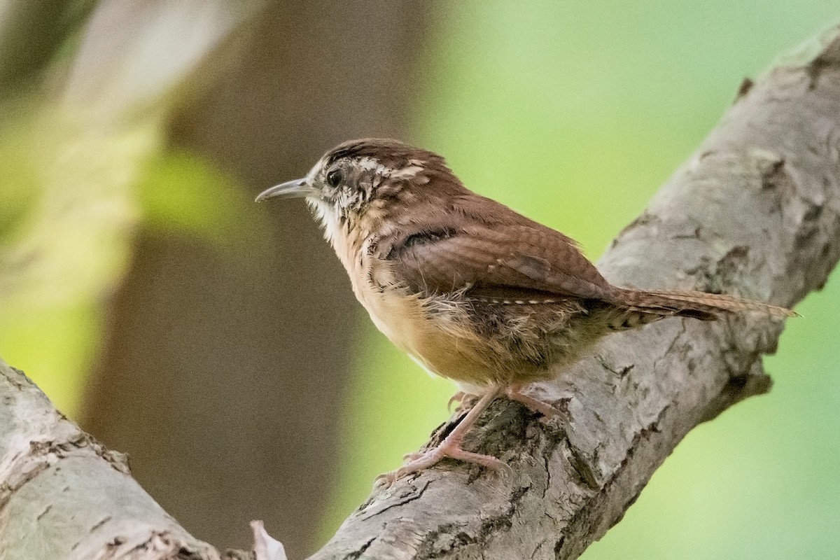 Carolina Wren - Sue Barth