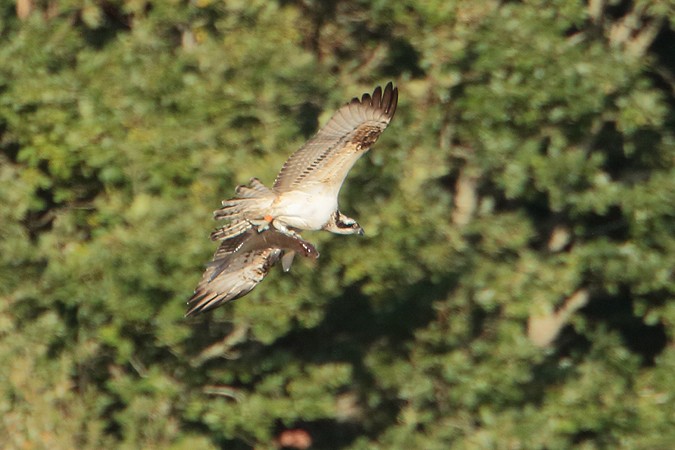 Balbuzard pêcheur - ML69348581