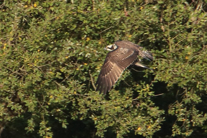 Balbuzard pêcheur - ML69348591