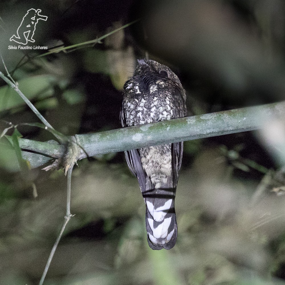 Silky-tailed Nightjar - ML69348781