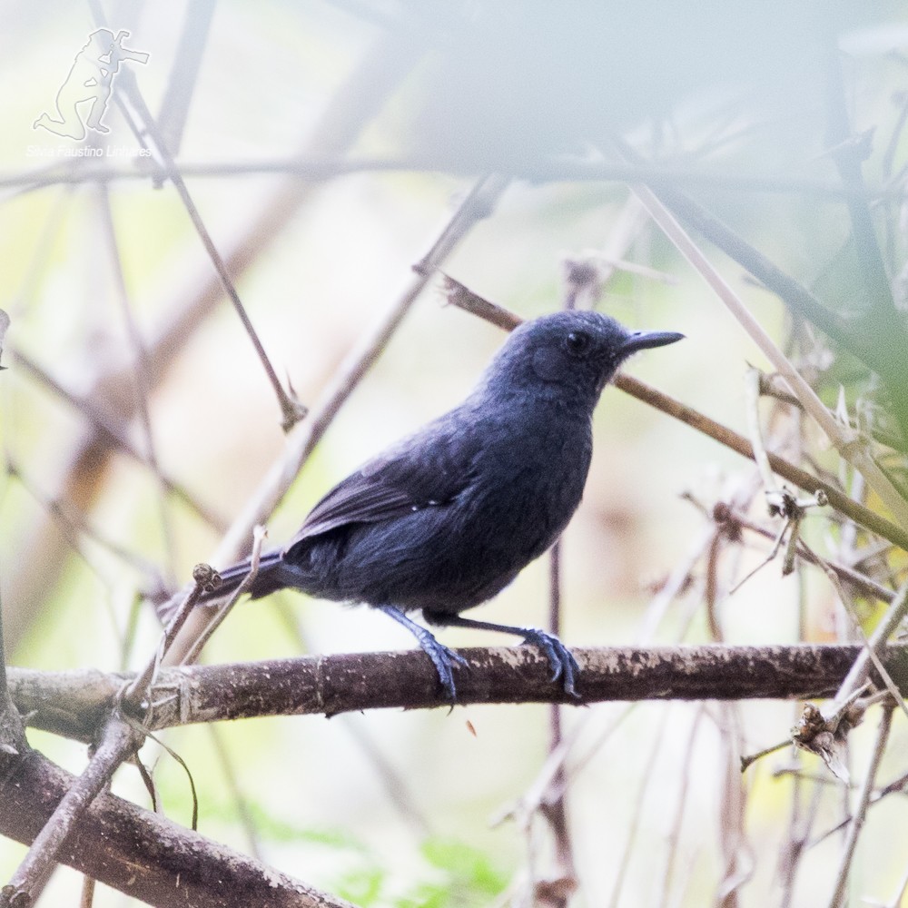 Riparian Antbird - Silvia F🪶 Linhares